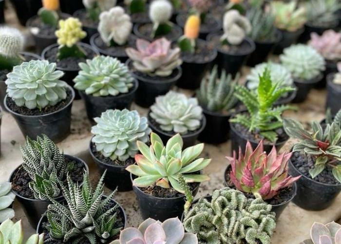 10 Tanaman Hias yang Cocok untuk Hidup di Dalam Ruangan