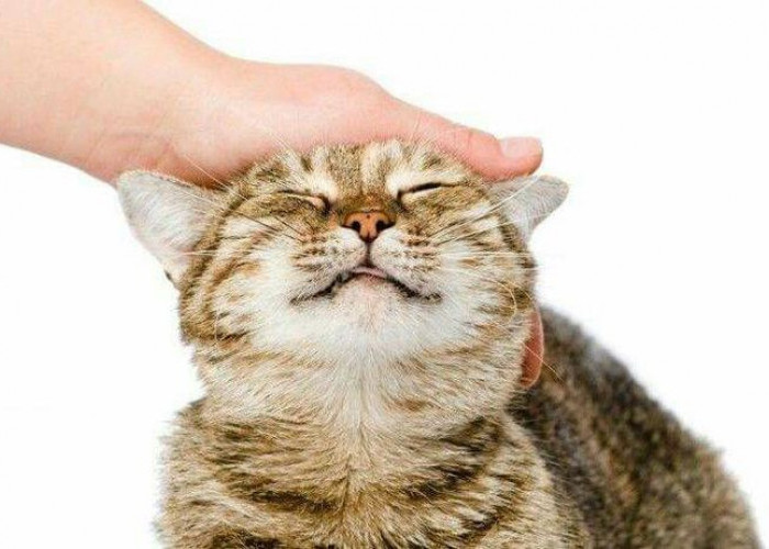 Bukan Cuma Gemas, Ini yang Terjadi pada Otak Saat Kamu Mengelus Kucing