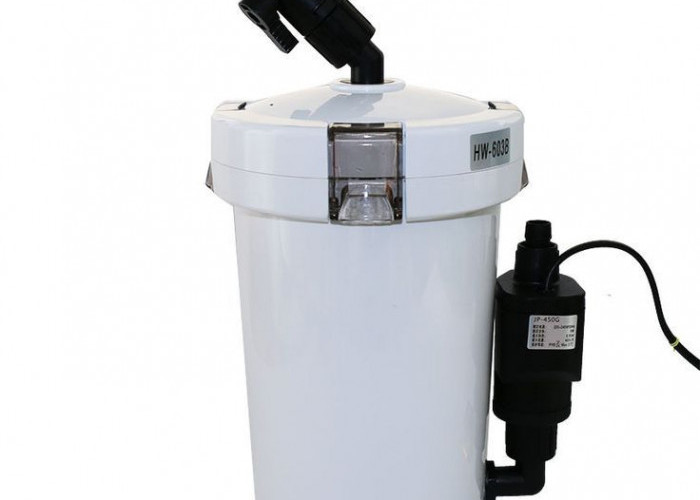 Kenapa Filter di Aquascape Itu Penting? Ini Alasannya