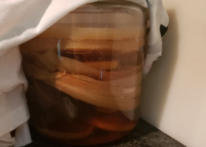 Jadi Tren Healthy Lifestyle, Berikut Manfaat Dari Kombucha