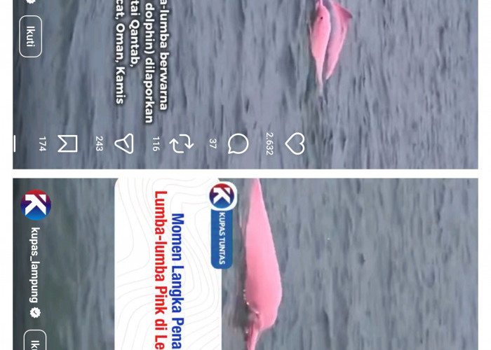 Tak Biasa! Lumba-Lumba Pink Tertangkap Kamera di Perairan Oman, Ini Penjelasannya