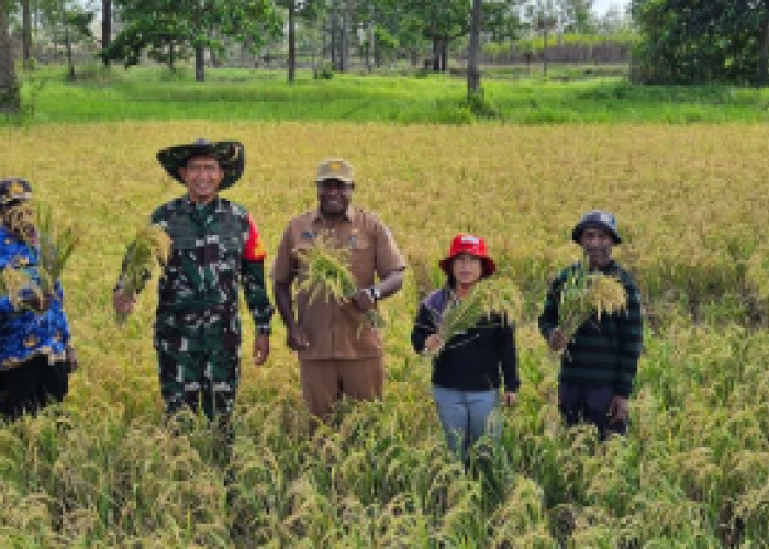 Kampung Wanam Papua Selatan Diproyeksikan Jadi Lumbung Pangan, Pemerintah Kembangkan Sawah Modern