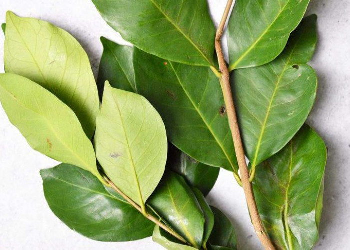 Rahasia Sehat di Balik Daun Salam: Rempah Dapur dengan Segudang Manfaat