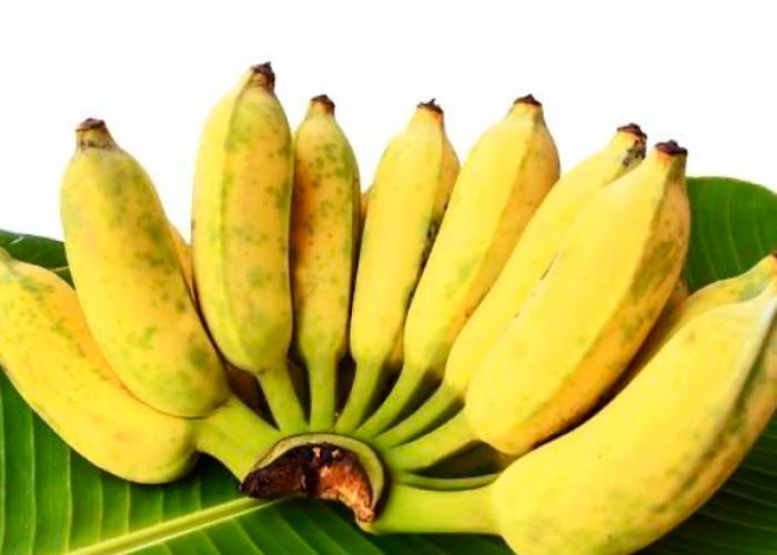 Pisang Jadi Buah Terbanyak di Pesawaran, Ternyata Bisa Diolah Jadi Camilan hingga Menu Sehat