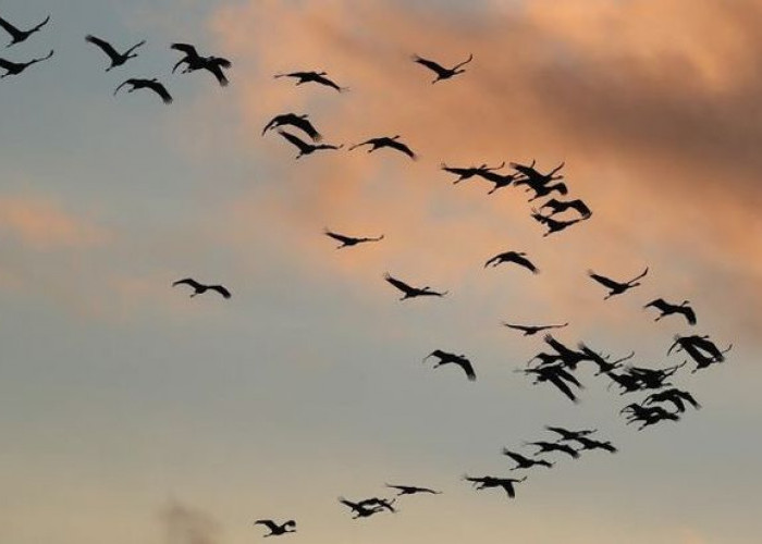 Fenomena Murmuration: Tarian Awan Burung yang Menakjubkan dan Mengungkap Rahasia Komunikasi Alam