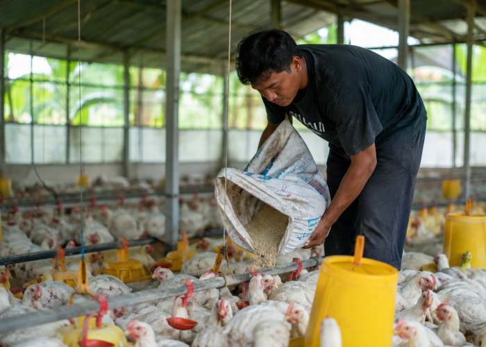 Ditjen PKH: Harga Ayam Hidup Tembus Rp19.500/kg Lebih Cepat dari Target