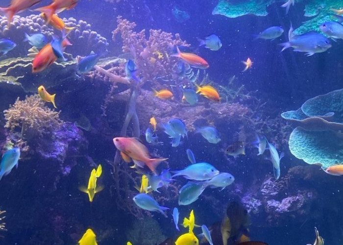 Hobi Memelihara Ikan Hias Kembali Ramai, Anak Muda Ikut Tertarik