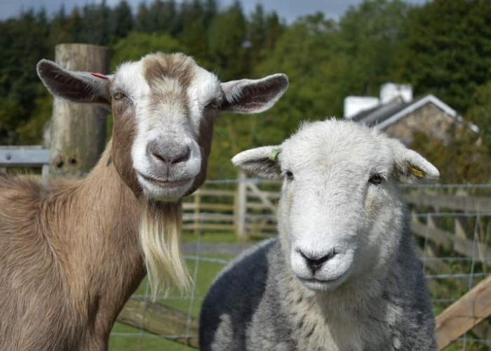 Peneliti UGM Kembangkan Potensi Kolagen Kulit Kambing dan Domba untuk Kesehatan
