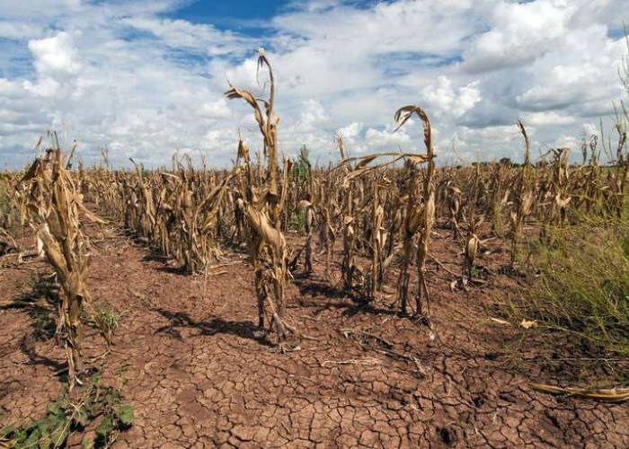 Pemerintah Siapkan Strategi Hadapi El Nino, Ketahanan Pangan Diupayakan Tetap Terjaga