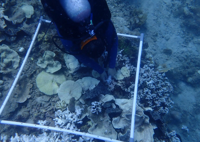 Kenaikan Suhu Permukaan Laut Picu Pemutihan Karang di Kepulauan Seribu  