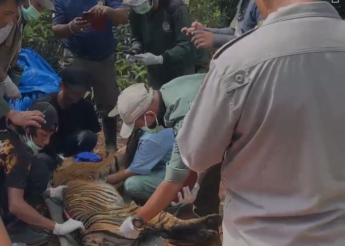 Ini Penampakan Harimau Sumatera yang Tertangkap Kandang Jebak, Kini Dievakuasi dari Ancaman Perburuan Liar