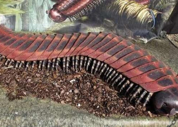 Arthropleura: Lipan Purba, Raksasa Berkaki Seribu Zaman Karbon