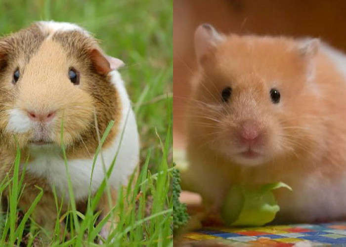 Sering Dianggap Sama, Ternyata Ini Bedanya Marmut dan Hamster 