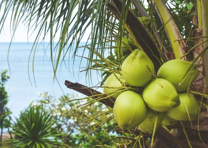Manfaat Air Kelapa Muda untuk Tubuh yang Perlu Diketahui