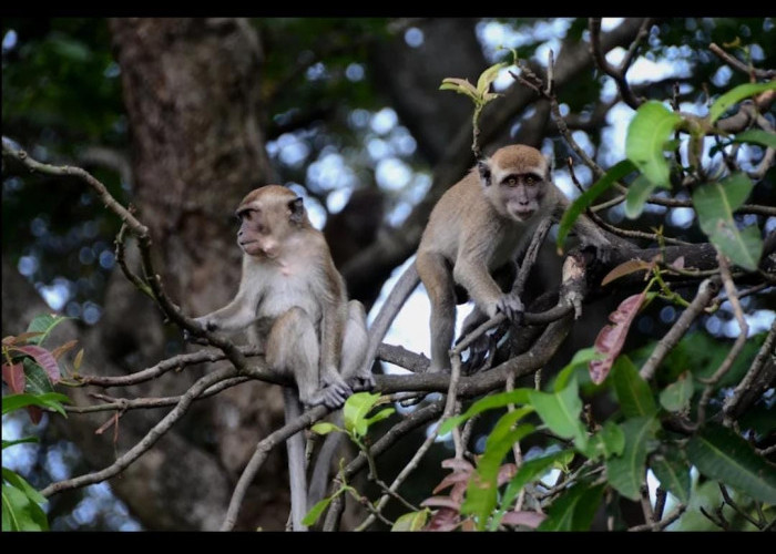 Monkey Forest Tourism Park, Wisata Hutan di Bandar Lampung yang Masih Jarang Diketahui Wisatawan