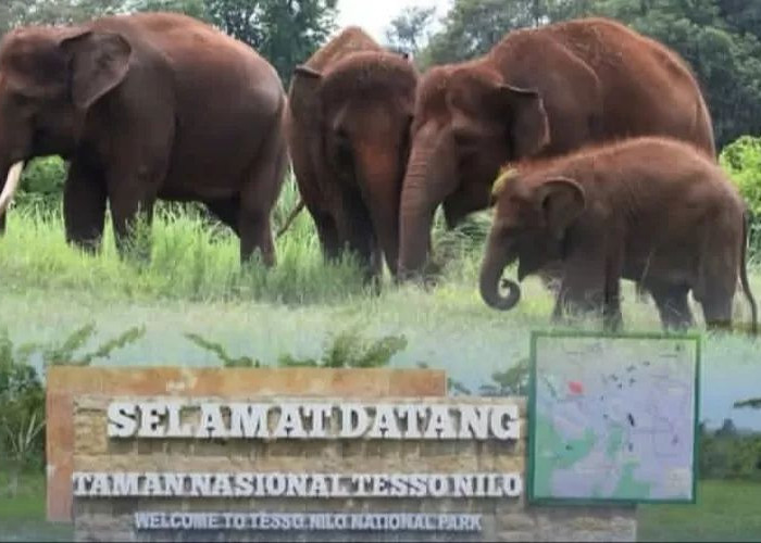 Hutan dan Satwa Terancam di TN Tesso Nilo, Upaya Terbaru Kemenhut Pasca Banjir Sumatera