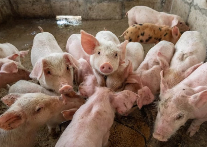 Jelang Tahun Baru 2024 : Lampung Pasok Puluhan Ribu Babi Untuk Kalimantan Barat