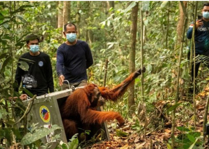 46 Orangutan Diselamatkan dari Kepungan Karhutla Kalbar, Delapan Dipindahkan ke Hutan Lindung Batu Nyambu