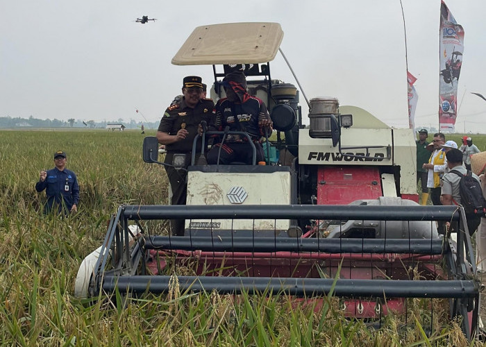 Petani Mitra Adhyaksa Lampung Timur Buktikan Sawah Tetap Produktif di Tengah Ancaman El Nino