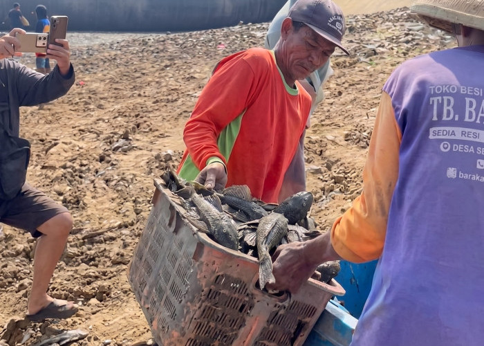 Debit Sungai Juwana Menyusut, Warga Pati Panen Ikan Sapu-Sapu