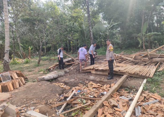 Puting Beliung Ngamuk di Way Kanan, Seratusan Rumah Rusak dan Pohon Besar Bertumbangan
