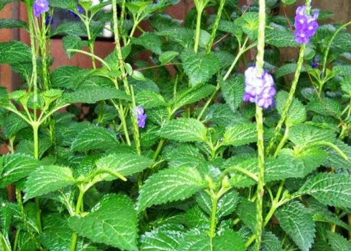 Kenali Daun Pecut Kuda, Herbal Tradisional dengan Beragam Khasiat