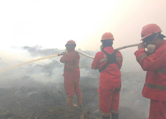 1.040 Hektare Hutan Harapan Dilalap Api, Habitat Harimau dan Gajah dalam Bahaya