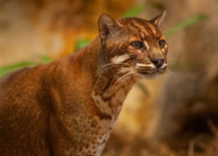 Mengenal Satwa Langka Kucing Emas yang Dikira Warga Pesawaran Sebagai Harimau