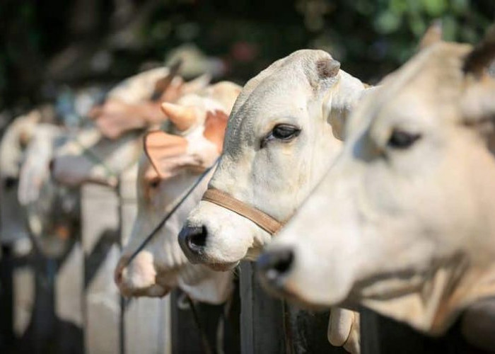 Jelang Idul Adha 2026, Harga Sapi Kurban Mulai Merangkak Naik