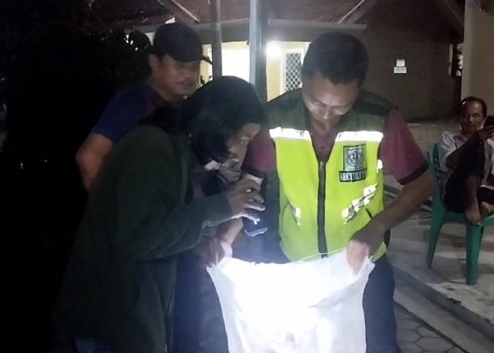 Kerap Mangsa Hewan Peliharaan, Ular Sanca Ditangkap Warga Tanjung Senang Saat Ronda Malam