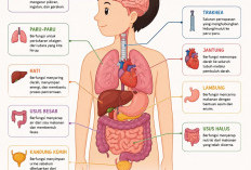 Belajar Mengenal Organ Tubuh Jadi Lebih Menarik Lewat Animasi
