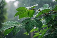 Cuaca Berubah-Ubah, Masyarakat Diminta Lebih Siap Hadapi Dampaknya