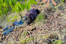 Buruh Tani Tewas Diduga Diserang Gajah Liar di Suoh Lampung Barat, Konflik Satwa Kembali Telan Korban Jiwa