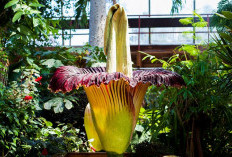 Misteri Mekarnya Bunga Bangkai Setelah 10 Tahun, Jejak Raksasa Sumatera yang Pemalu