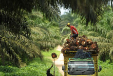 Dolar Naik, Tapi Harga Sawit Malah Turun. Kok Bisa?