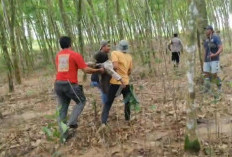 Kades di Lamtim Meninggal Usai Diamuk Gajah Liar Hutan Larangan