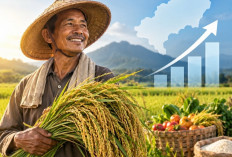 Pendapatan Petani Meningkat, Ekonomi Lampung Tembus Posisi Kedua di Sumatera