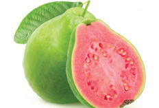 Bukan Sekadar Penambah Trombosit! Ini 5 Manfaat Ajaib Jambu Biji bagi Kesehatan 