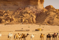 Menarik! Arab Saudi Berencana Buatkan Paspor Khusus Unta