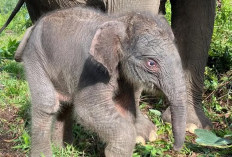 Anak Gajah Sumatera Lahir di Tesso Nilo, Nona Seroja Jadi Simbol Harapan Baru