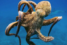 Fakta Unik Laut Dalam, Gurita Ternyata Hidup Dengan Tiga Jantung