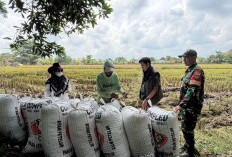 BULOG Lampung Catat Serapan Gabah 369 Ribu Ton, Cadangan Beras Capai 200 Ribu Ton
