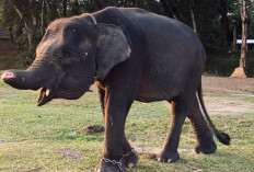 Sempat Viral Satu Dekade Lalu, Begini Kondisi Gajah Erin Sekarang!