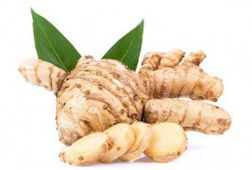 Tak Perlu Biaya Mahal, Ini Rahasia Sehat Warga Lampung 2026