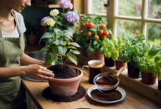 Menanam Sayuran di Rumah Menjadi Kegiatan Sederhana yang Bermanfaat