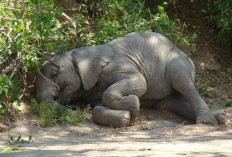 Negatif Virus EEHV, BKSDA Temukan Zat Tak Wajar di Bangkai Anak Gajah Jambi