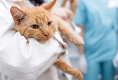Tak Hanya Rabies, Ini Penyakit dari Kucing yang Bisa Menular ke Manusia