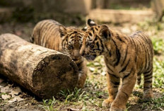 Dua Anak Harimau Sumatera Lahir di Lembah Hijau Lampung, Bukti Sukses Konservasi Satwa Langka