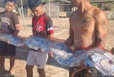 Ikan Oarfish 4 Meter Terdampar di Pantai Pink Lombok, Kadis Kelautan Jelaskan Penyebab Kemunculannya