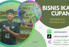 Dari Hobi Jadi Cuan, Bisnis Ikan Cupang Kian Dilirik